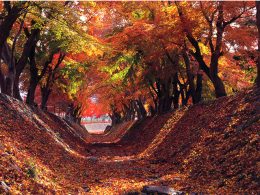 ☆★紅葉の名所「河口湖もみじ回廊」を散策し、秋ならではの美しい景色を満喫♪さらに、甘く実ったシャインマスカットを食べ放題でたっぷり堪能！見て・食べて楽しむ秋の山梨旅♪★☆