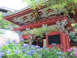 女子旅にぴったり♪青の絶景！約5,000株のあじさいが咲く雨引観音へ
絶品！黒毛和牛！”塩”で食べる俵ハンバーグもお楽しみ♪