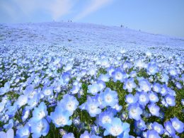 ＜いちご狩り付き！＞日帰りでギュッと旬のスポットを巡る！人気のスポットを１日で鑑賞の贅沢旅♪
あしかがフラワーパーク【藤】×国営ひたち海浜公園【ネモフィラ】満喫と絶品たこめし弁当付！