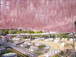 ＜ＧＷ設定あり＞群馬と栃木の春を感じるおすすめコース！全国No.1「道の駅 川場田園プラザ」×あしかがフラワーパーク「ふじのはな物語」
さらに！いちご狩り♪すき焼き♪甘エビ♪人気のトリプル食べ放題も見逃せない！