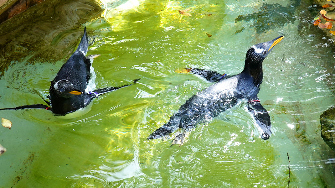 【王国タウン】ペンギンビレッジ