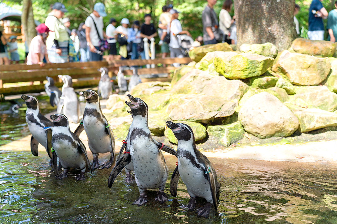 【王国タウン】ペンギンビレッジ