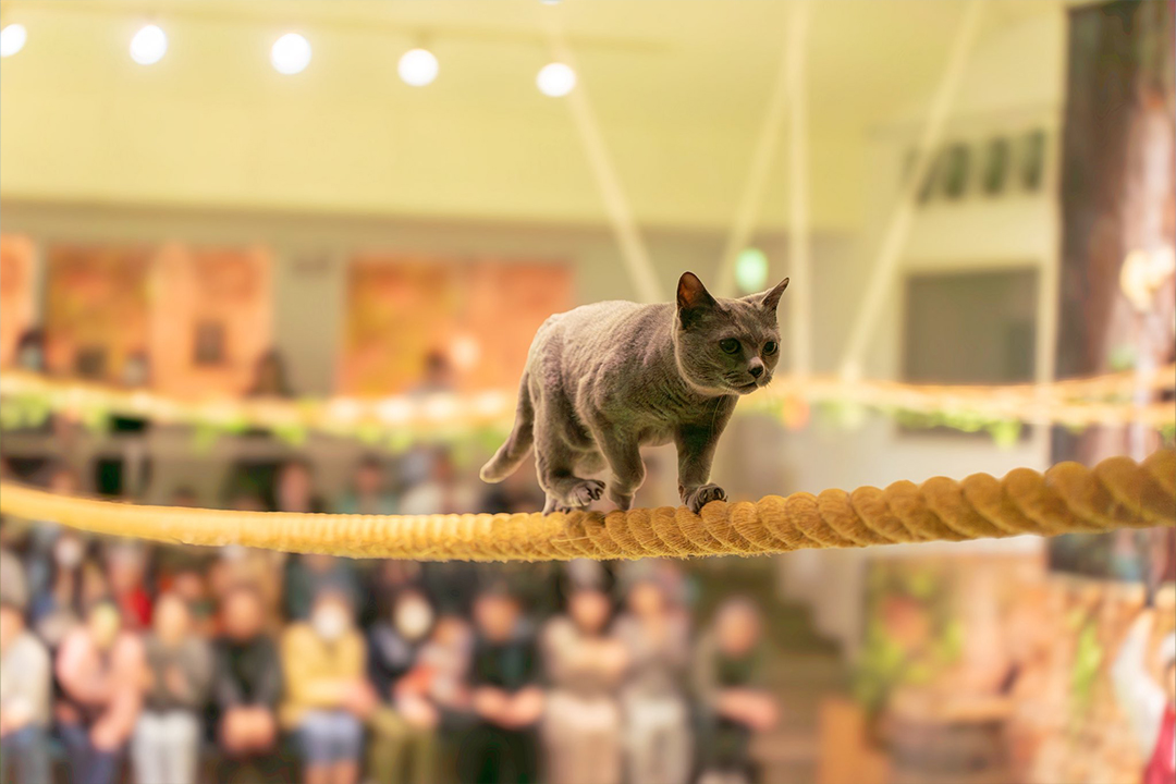ザ・キャッツ02