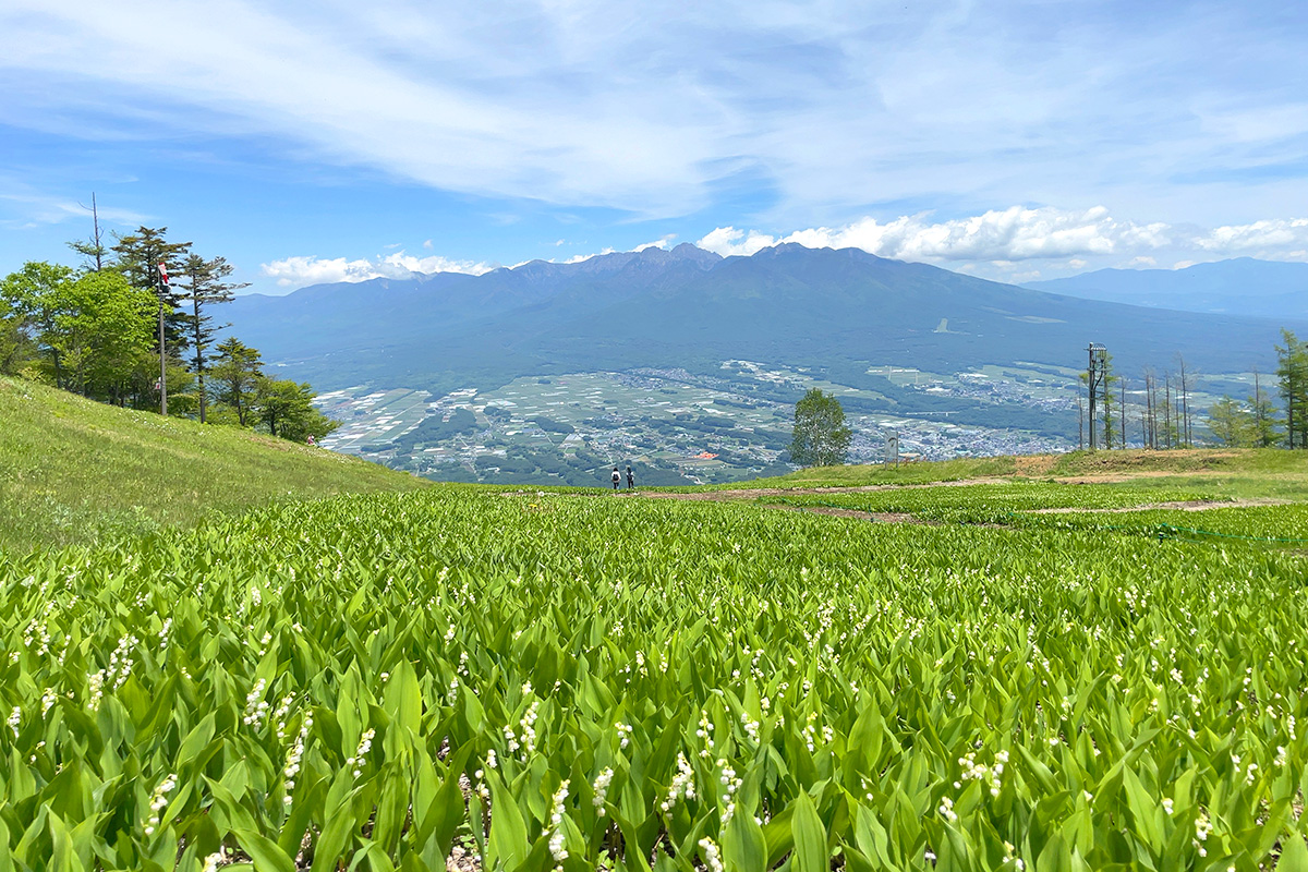 入笠山の山野草公園の画像