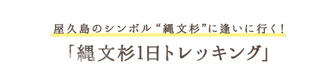 屋久杉のシンボル”縄文杉”に逢いに行く!「縄文杉1日トレッキング」