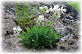 アオモリマンテマ