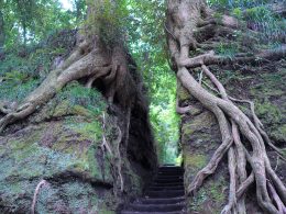 都心からアクセス抜群！三原山や黒砂海岸など自然体験が充実し、夏休みの家族旅行にぴったり。