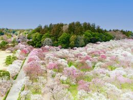 百花のさきがけ『梅の花』。日本三名園・偕楽園「水戸の梅まつり」で一足早い春を感じに出掛けませんか♪昼食は日本テレビ｜ヒルナンデス！でも紹介されました！お好きなだけお刺身盛り放題の海鮮丼付き《おばんざいビュッフェ》さらに！みんな大好きいちご狩り食べ放題にお買い物まで♪