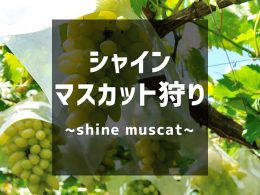 シャインマスカット狩り特集