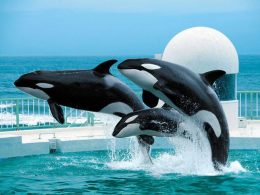 《年間を通してオリオンツアー人気コース！》サザエなどの魚介類を浜焼きにて食べ放題！鴨川シーワールドの可愛い海の動物達に会いに行こう！