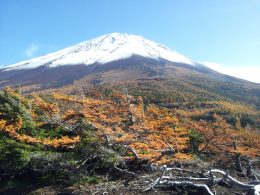 ☆★世界遺産富士山を眺めながらの紅葉ドライブ♪標高２，０００ｍをこえる富士山五合目付近で下界よりひと足早い紅葉鑑賞♪さらに桔梗信玄餅詰め放題、ご当地グルメほうとうの昼食も！ひと足早く秋を満喫しちゃおう♪★☆