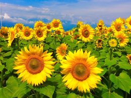 ☆★今年も山梨明野に鮮やかな夏がやってきます！これまでに各発地併せ９０００名様以上にご参加いただいたオリオンツアー夏の山梨バスツアー人気Ｎｏ１コース！★☆夏の花【ひまわり】に旬のフルーツ狩り♪さらに売切御免！行列の出来る人気の詰め放題をバスツアー用に確保した夏のやまなしを満喫できるプレミアムなバスツアー！