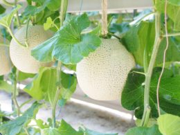 メロン１玉収穫体験！初夏を彩る約13000株が咲き誇るアジサイが三島スカイウォークに登場♪昼食はうなぎ釜飯！日本一の湧水量「柿田川湧水」と静岡魅力たっぷり詰め込み日帰りバスツアー！