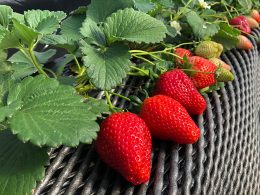 毎年大人気！！ハート（♡）の形がかわいい、とちあいか＆スカイベリー狩りW食べ放題♪
澄んだ空気に包まれた冬だからこそ美しい！500万球の輝きあしかがフラワーパークイルミネーション★