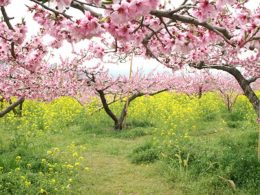 春爛漫♪菜の花咲くフルーツ農園春の花祭りへ出かけませんか？オリオンツアー新登場の滝見学にワイナリーやハーブ庭園散策♪さらに食べ放題のＢＢＱランチにどっさりお持ち帰り付きの充実の日帰りバスツアー！