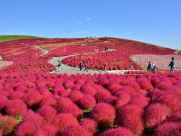 空と秋の情景に映えるコキアが織りなす♪まるまるかわいいモコモコの絶景♪　さらに、シャインマスカット食べ放題！ホテルランチビュッフェ×成田山新勝寺・周辺散策！２県の魅力をたっぷりとお楽しみください！