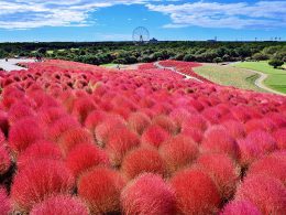 この時期だけの可愛い姿！ふわふわモコモコ『コキア』癒されること間違いなし！ 食欲の秋！旬のフルーツ食べ放題＆「和牛すき焼き御膳」の昼食♪