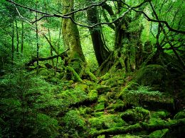 ＜世界自然遺産＞屋久島まで一番近道の飛行機（鹿児島乗継）でお得にGO！1泊づつ民宿クラスからリゾートホテルまで目的に合わせて自由に組み合わせOK！