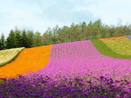 ＜自由に旅する＞往復航空券と宿泊がセットでこの値段！複数ホテルより選択OK！JALで行く札幌・小樽フリープラン