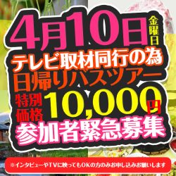 《4月10日（金）出発》テレビ取材同行の為、特別価格で緊急募集！