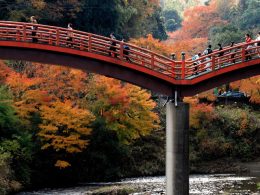 期間限定のコラボレーション！イルミネーション×紅葉をめぐる！
昼食は不滅の人気海鮮浜焼食べ放題で満腹満足！