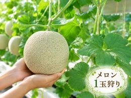 《2026年8月5日・19日（水）日本テレビ｜ヒルナンデス！で放送されました！》
贅沢の極み！海の幸を味わい尽くす伊豆グルメドライブ♪沼津港周辺をぶらり散歩した後は、浜焼き食べ放題へ直行！さらに、果物のKing、メロン！「マスクメロン1玉狩り」できちゃう、夢のような大満足プラン！地元で人気の伊豆・村の駅でお買い物♪至福の休日を過ごしませんか？