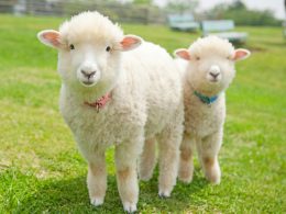 毎年、大人気コース登場！春を先取り♪ポカポカドライブ♪　かわいい動物が待っています♪マザー牧場（入場券付）