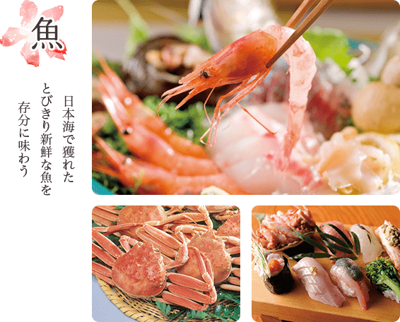 魚 日本海で獲れたとびきり新鮮な魚を存分に味わう
